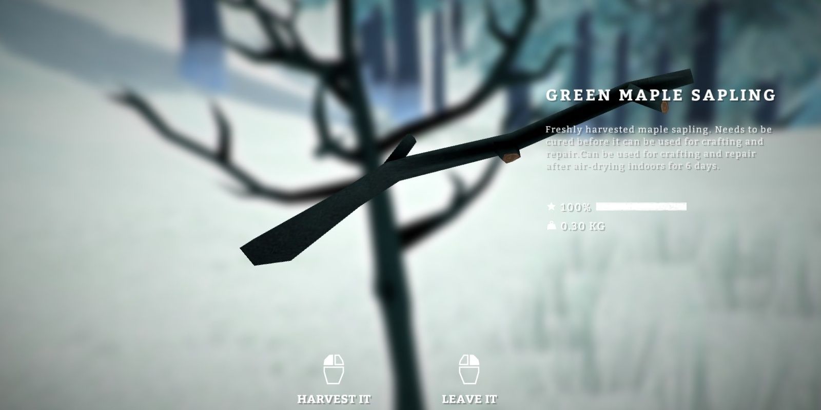 The Long Dark Green Maple Sapling Harvested