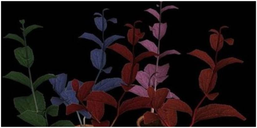 Best Uses Of Flowers In Games