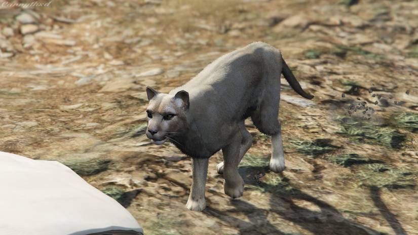grand theft auto v - mountain lion 
