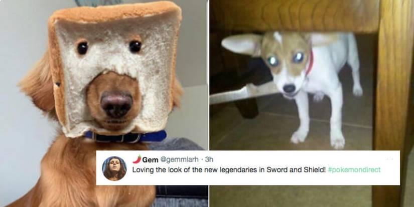 Pokemon Images Pokemon Sword And Shield Doggo Memes