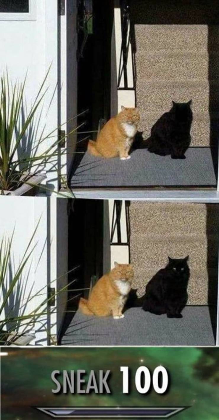 Skyrim 10 Khajiit Memes That Are Too Hilarious For Words