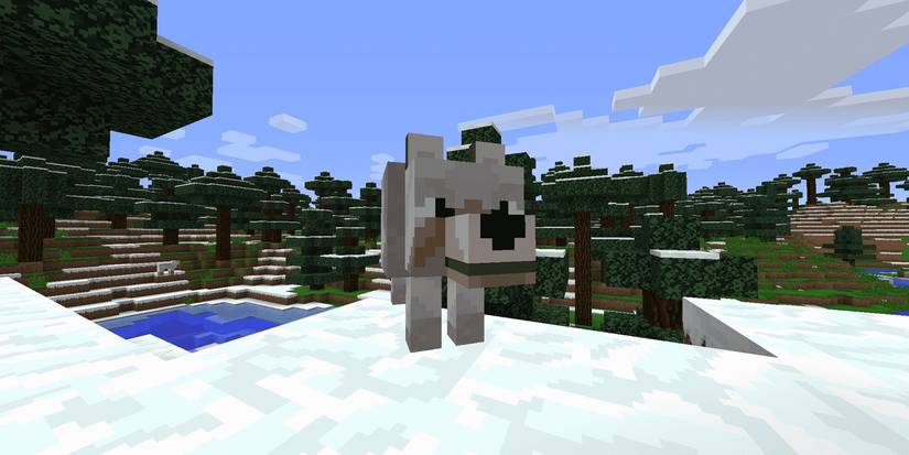 a wolf on top of snow