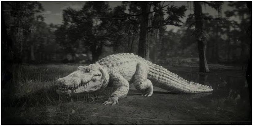 Small Aligator Rdr2 How To Beat The Legendary Alligator In RDR2
