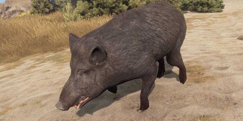 Rust: Every Animal Ranked By How Dangerous They Are (And What Items ...