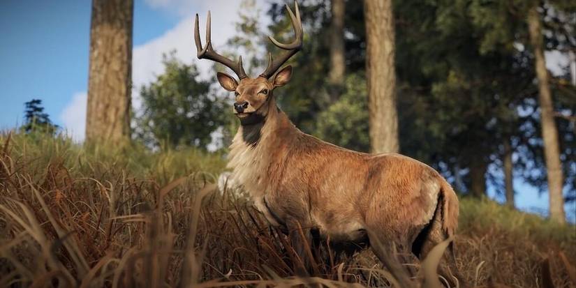 Rust Badger Rust: Every Animal Ranked By How Dangerous They Are (And What Items ...