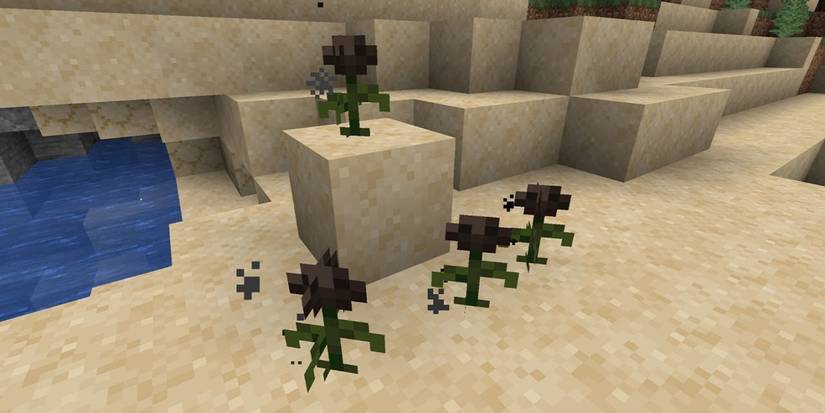 Minecraft Wither Roses planted on sand. 