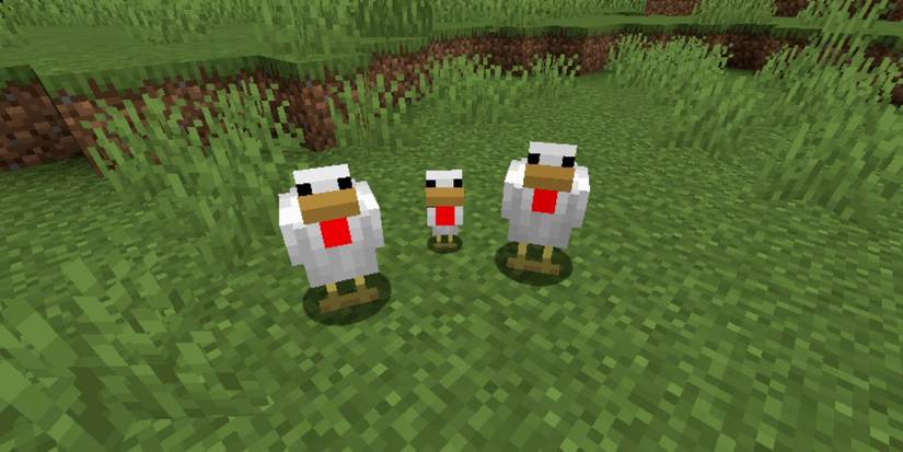 Minecraft chickens