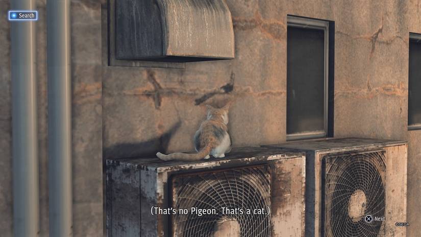 Judgment: Every Stray Cat Location