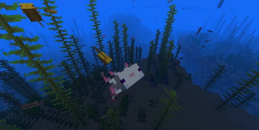 Axolotl Extinction Minecraft: Everything You Need To Know About Axolotls