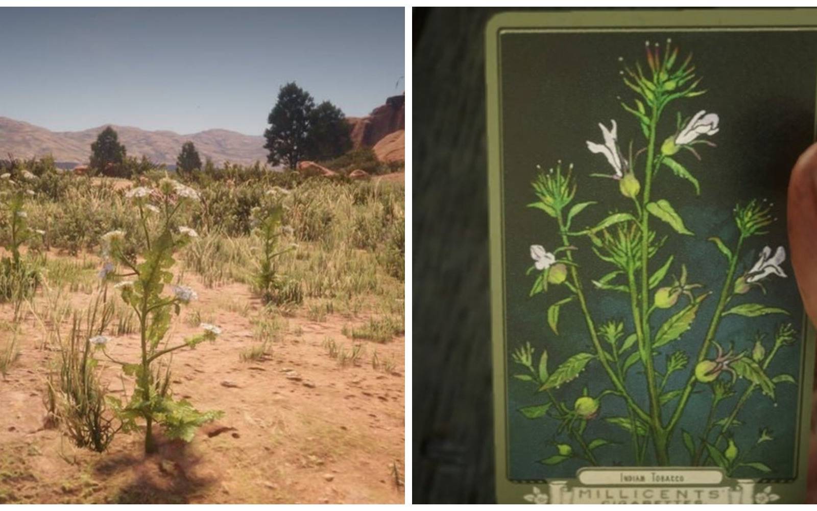 indian tobacco red dead redemption 2 Red Dead Redemption 2: 10 Best Herbs And Plants And Where To Find Them indian tobacco red dead redemption 2 Red Dead Redemption 2: 10 Best Herbs And Plants And Where To Find Them