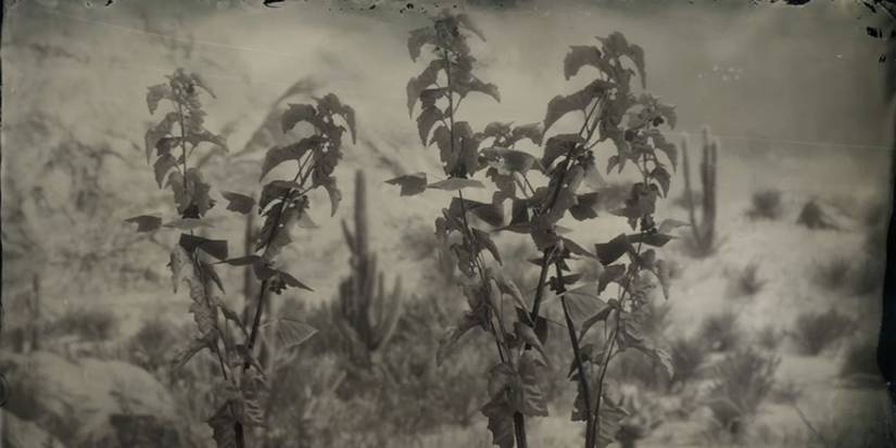 Red Dead Redemption 2: 10 Best Herbs And Plants And Where To Find Them