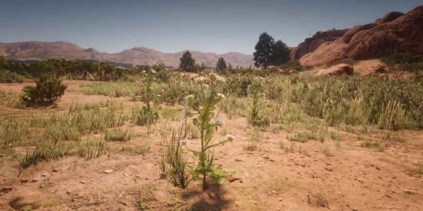 Red Dead Redemption 2: 10 Best Herbs And Plants And Where To Find Them