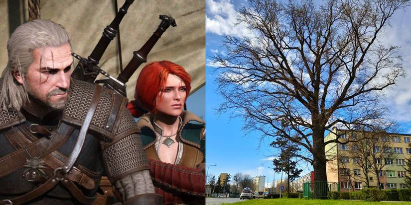 Centuries-Old, Historic Trees In Poland Now Officially Named After The ...
