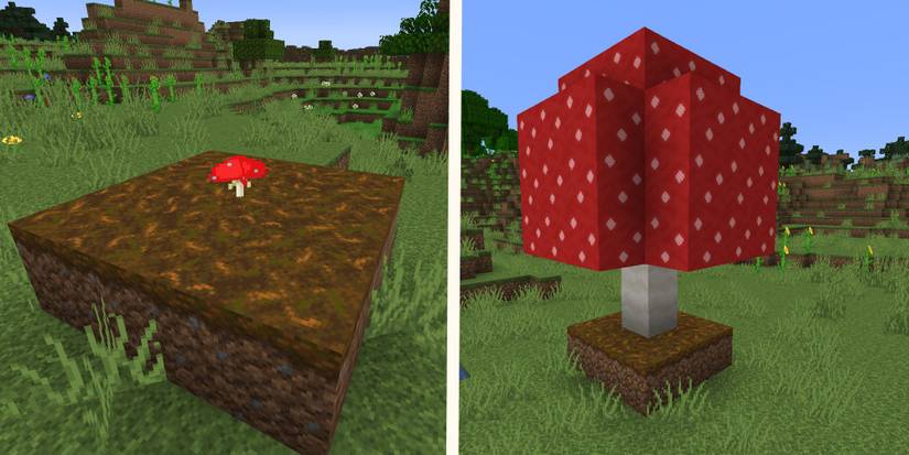 mushroom growth demonstrated on podzol