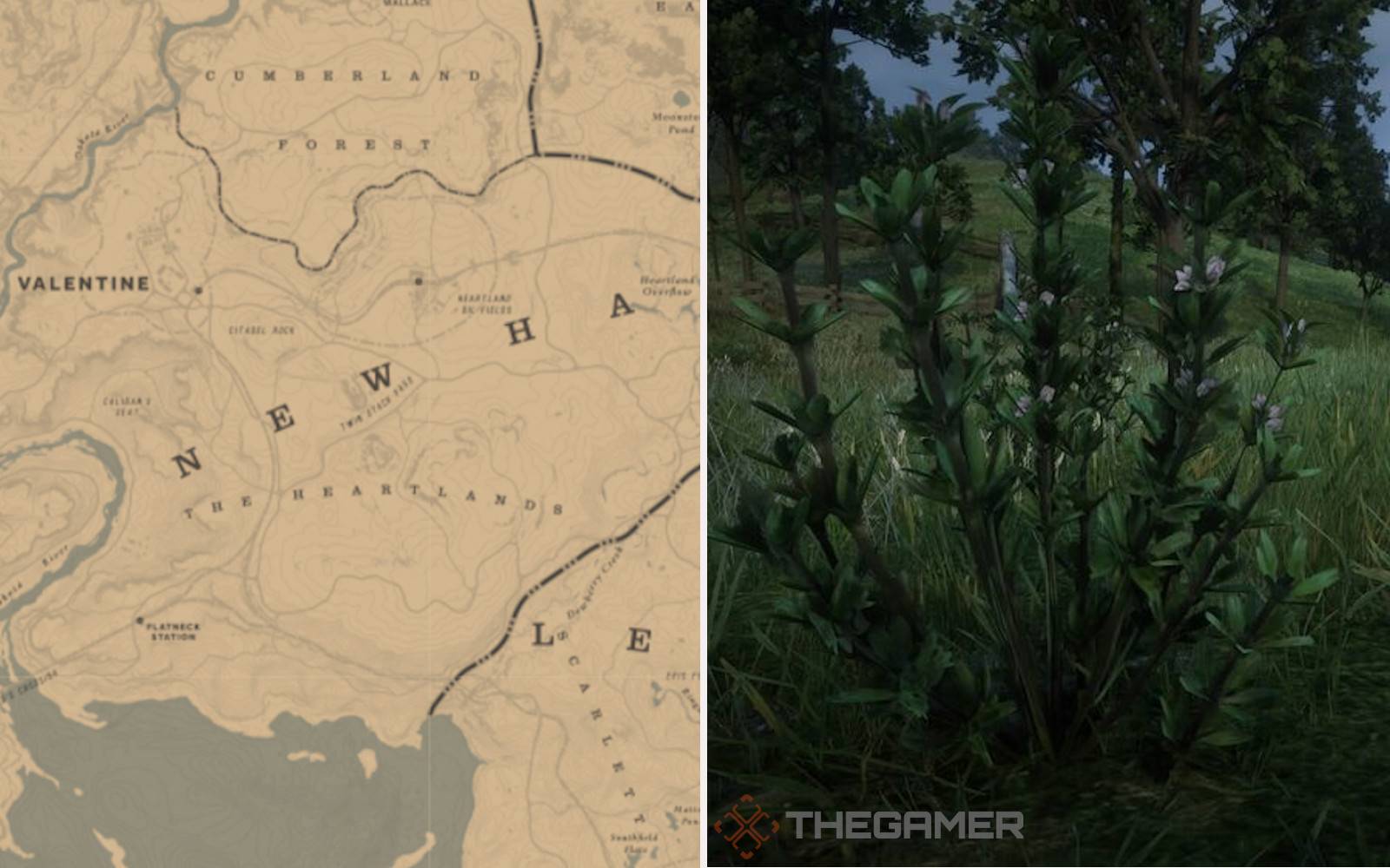 rdr2 indian tobacco location Where To Find Thyme In Red Dead Online