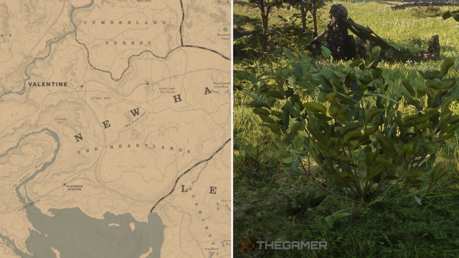 RDO: Best Evergreen Huckleberry Locations
