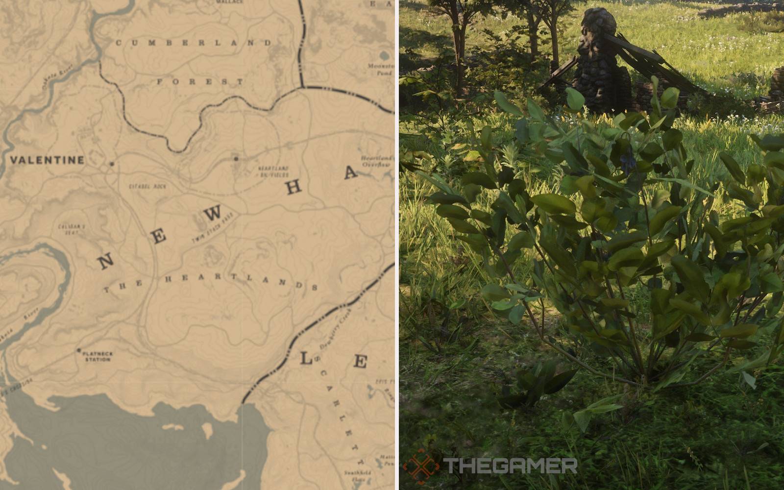 indian tobacco rdr2 locations RDO: Best Evergreen Huckleberry Locations indian tobacco rdr2 locations RDO: Best Evergreen Huckleberry Locations