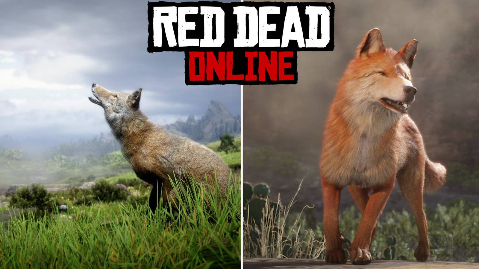 Where To Find Legendary Coyotes In Red Dead Online