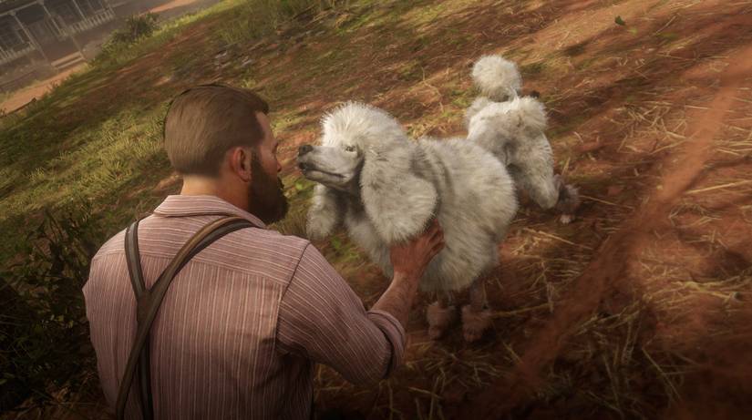 Where To Find Dogs In Red Dead Online