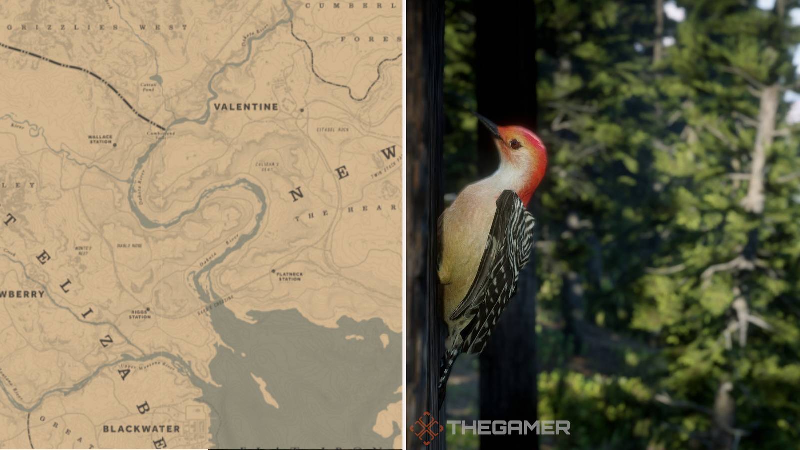 Where To Find Woodpeckers In Red Dead Online