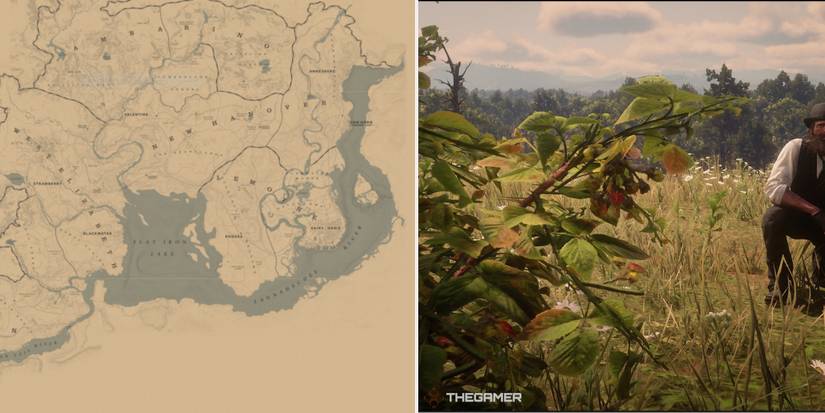 Rdr2 Raspberry RDO: Best Raspberry Gathering Locations