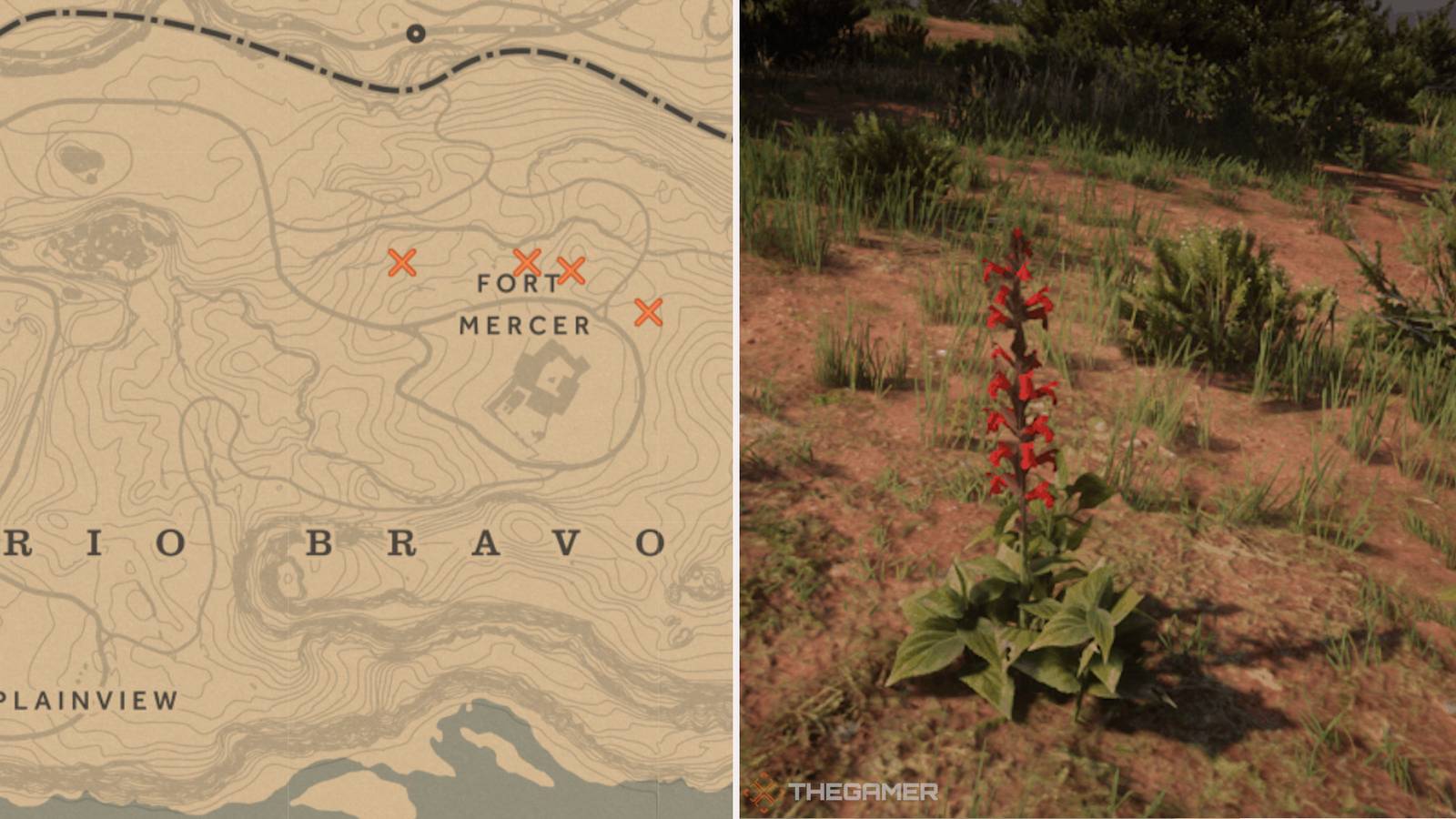 Where To Find Red Sage In Red Dead Online