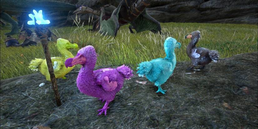 four painted dodo birds