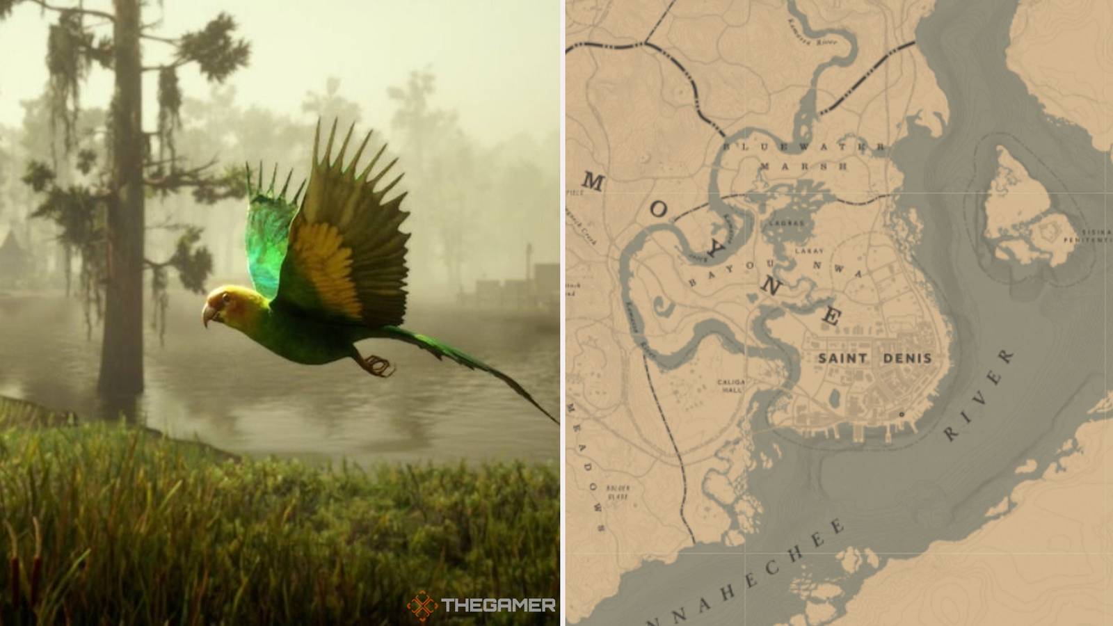 Parakeet Rdr2 How To Find Parakeets In Red Dead Online