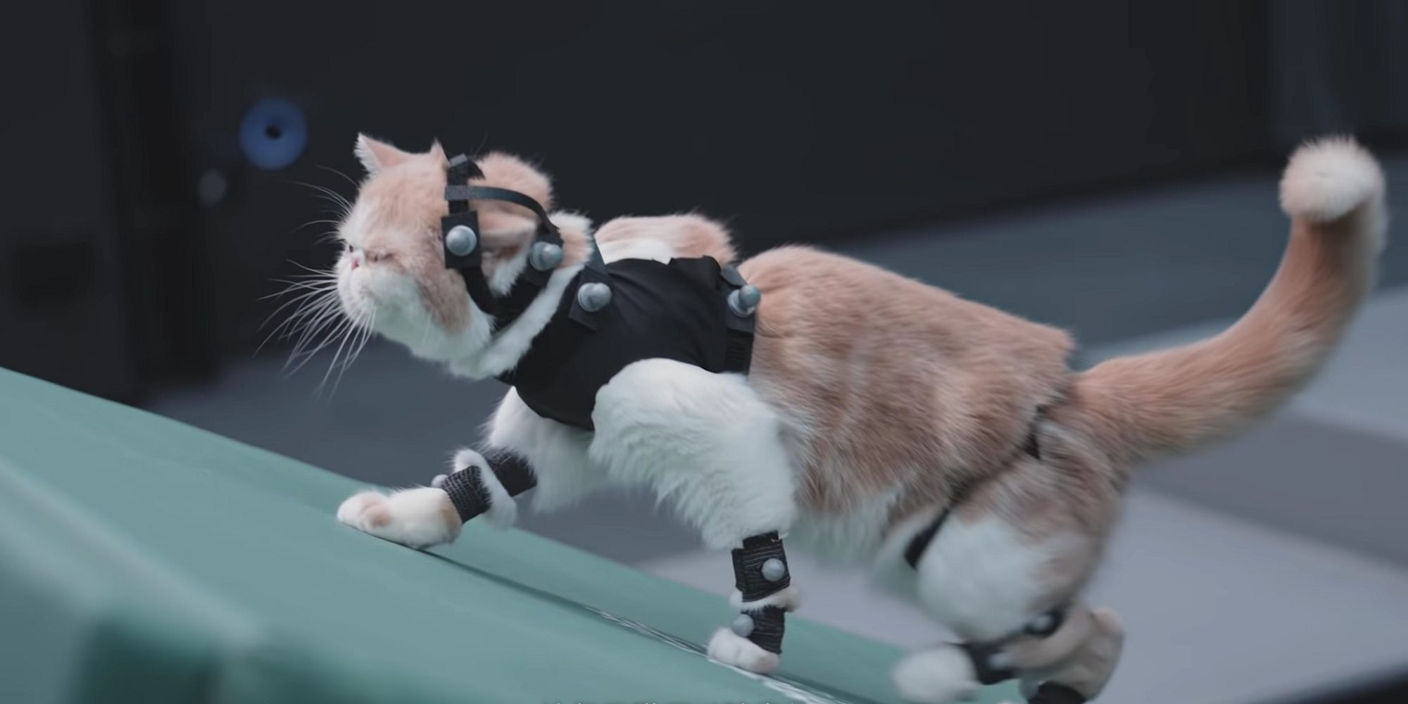 Black-MYth-Wukong-Cats.jpg?w=