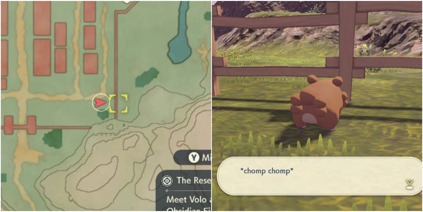 Pokemon Legends Arceus Bothersome Bidoof 2