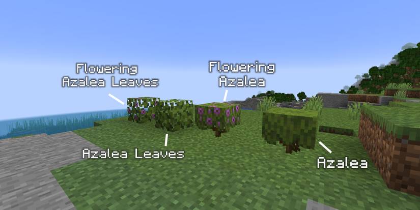 all four variations of azaleas labeled