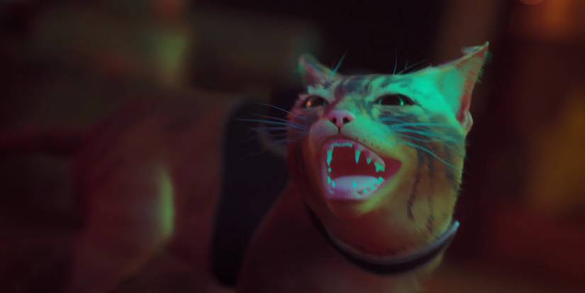 Exclusive Interview: Murtaugh, The Cat From Stray