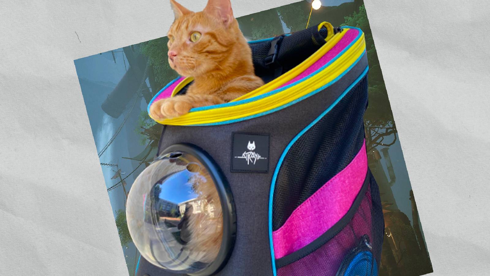 Stray And Travel Cat Launch Kitty Backpack So You Can Explore With Your ...