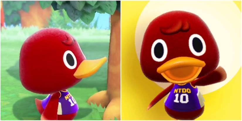 Bill the Duck