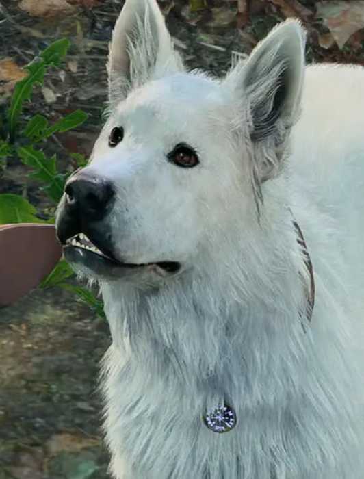 Best Races For Sorcerers In Baldur's Gate 3