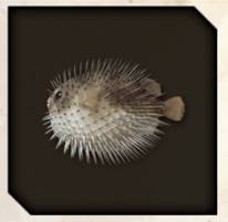 Every Dondoko Island Fish And How To Catch It In Like A Dragon ...