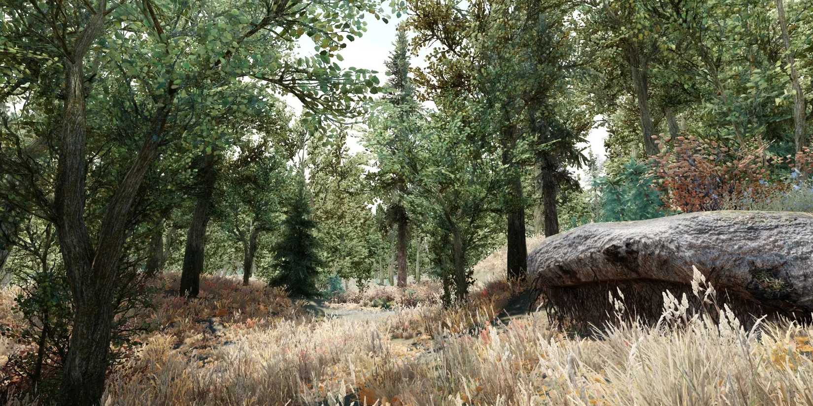 SkyrimVR: A forest filled with lots of plants and trees through modding.