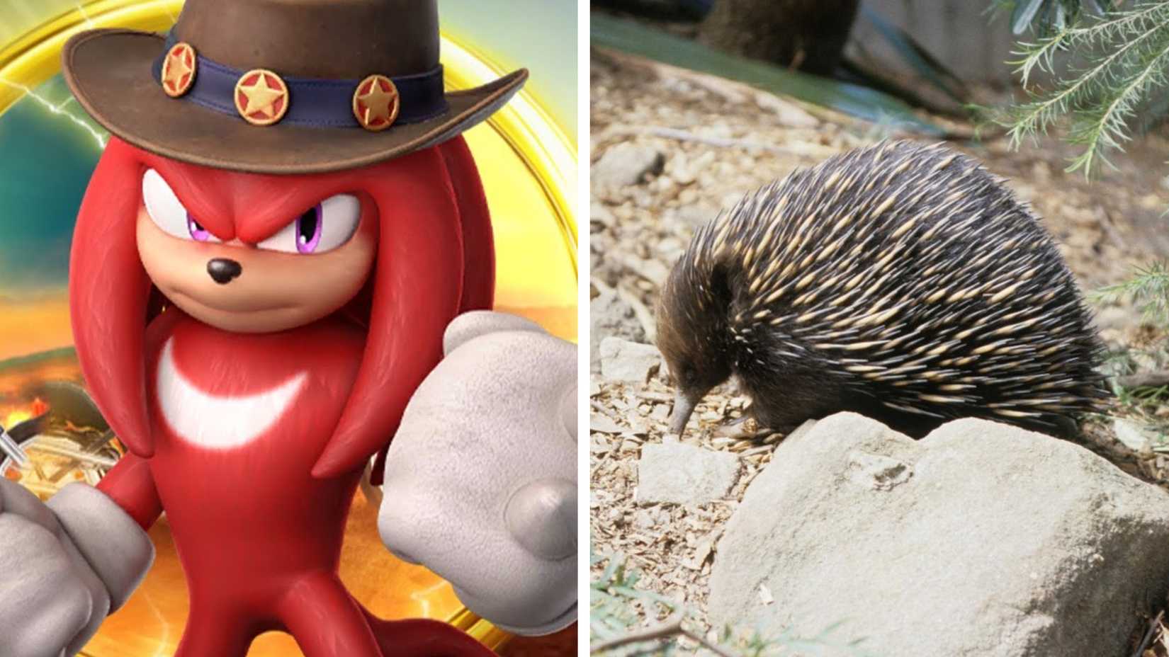 Knuckles Parents How Realistic Are Sonic The Hedgehog Characters?