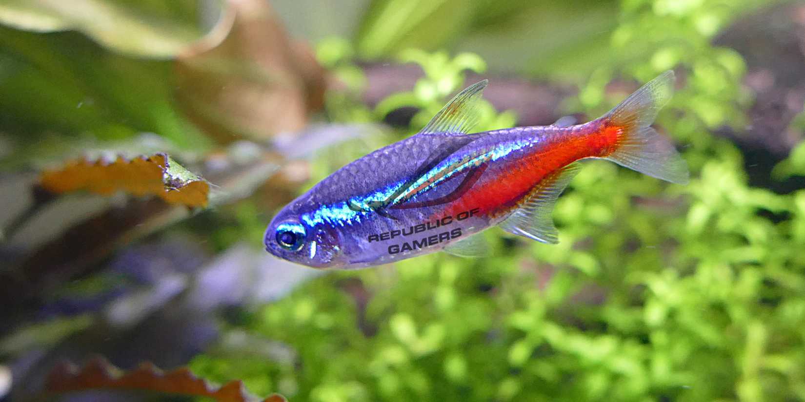 Household Items That Should Get The RGB Gamer Treatment