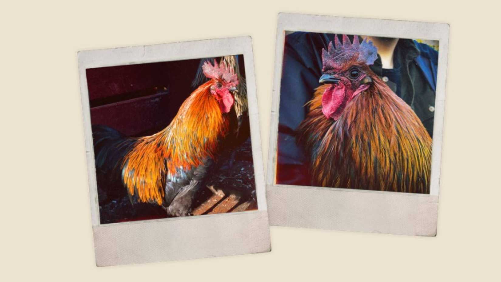 Images of a dog named Hȧkan, who eventually became Scrappy in Arc Raiders.