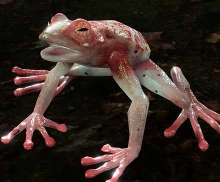 The Addled Frog from Baldur's Gate 3.