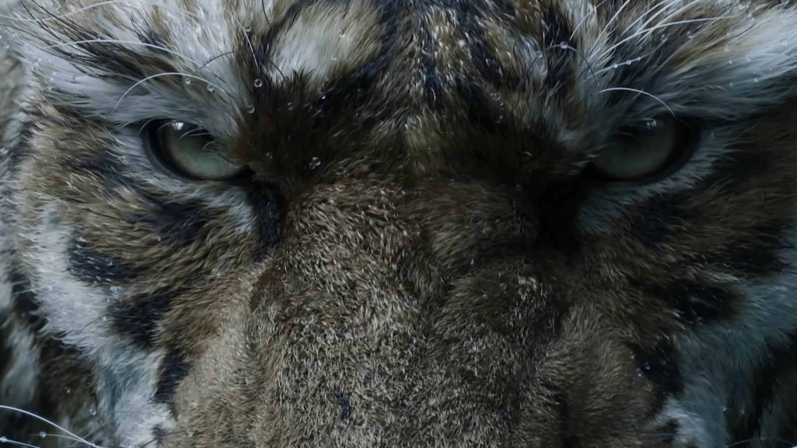 A tiger staring at the camera in black myth zhong kui.