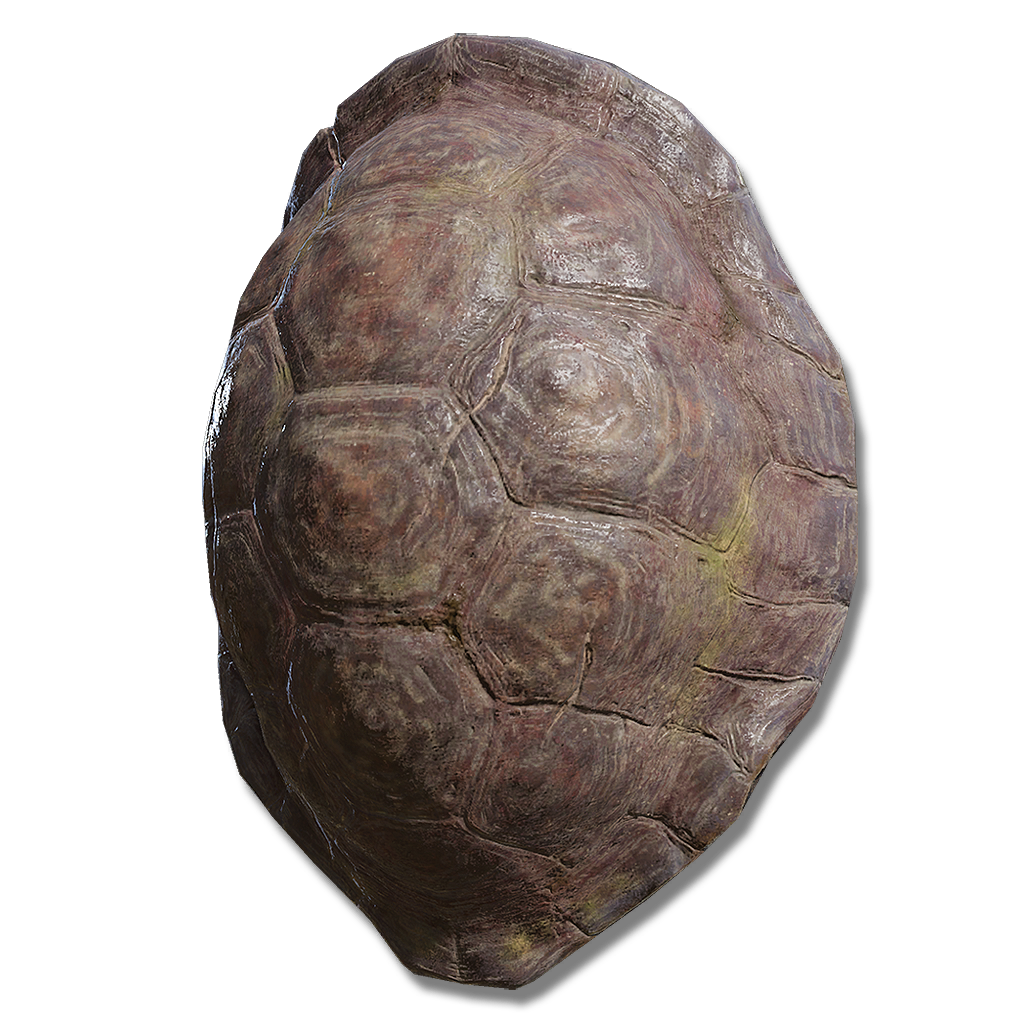 great turtle shell 2