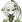 genshin-nahida.png?fit=contain&h=22&w=22