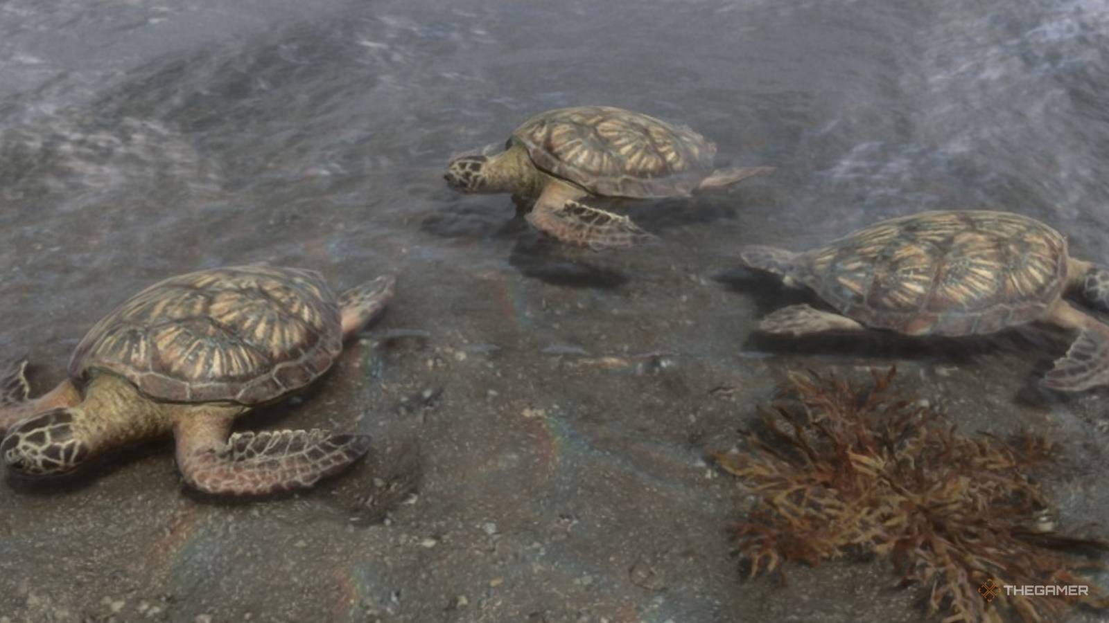 Turtle Shell Forest How To Find And Use Turtle Shells In Sons Of The Forest