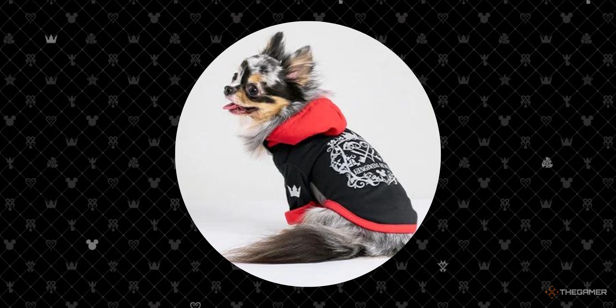 dog-wearing-sora-coat-on-a-
