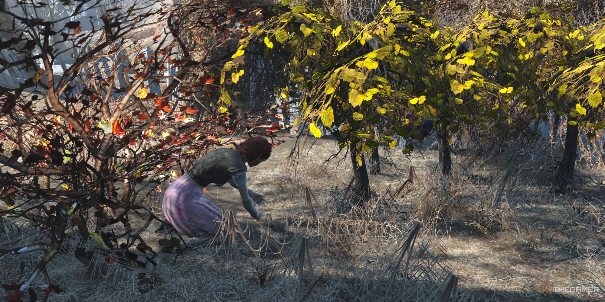 Fallout 4 Working Settler picking mutfruit