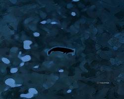 Every Fish And Where To Find It In Shin-Chan: Shiro And The Coal Town