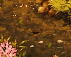Every Fish And Where To Find It In Shin-Chan: Shiro And The Coal Town