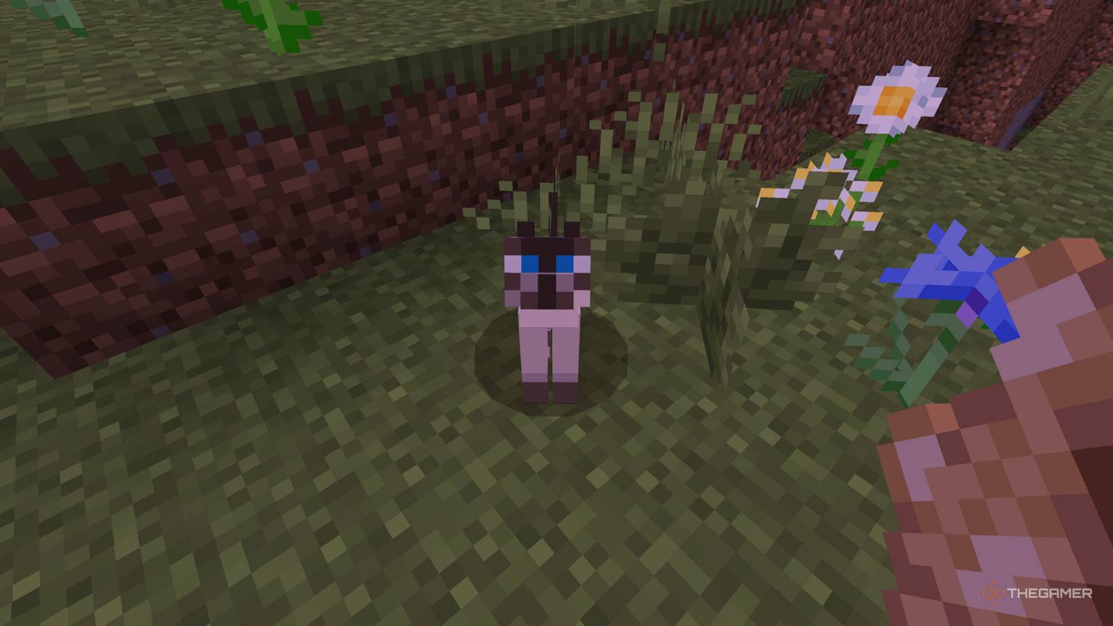 How To Tame A Cat In Minecraft